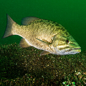 Smallmouth bass swimming
