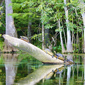 Turtles climbing on tree branch in water