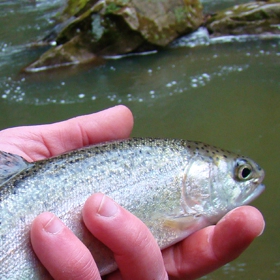 angler holding a trout one of the fish species produced in fish farming in US