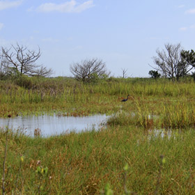 wetland image