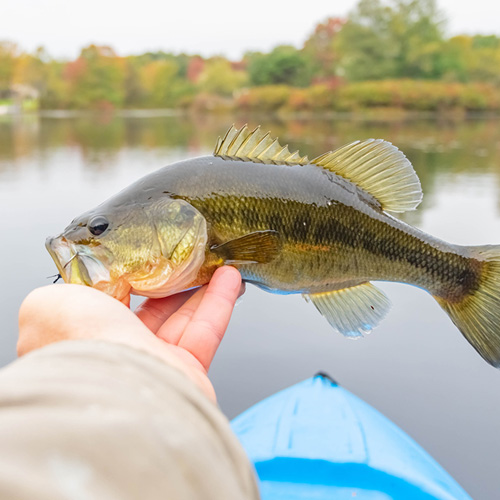 How To Chum For Bass