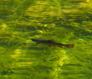 Trout-upstream-300x259.jpg
