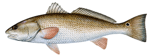 Red Drum