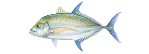 Bluefin Trevally