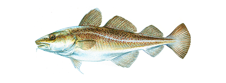 Atlantic Cod