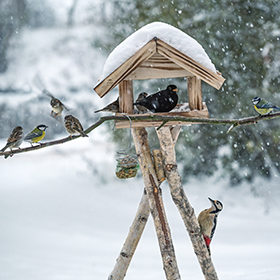 Birds taking shelter in little wooden house in the snow