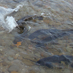 brown trout spawning season