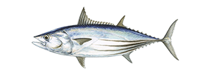 Skipjack Tuna