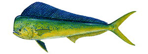 Dolphinfish