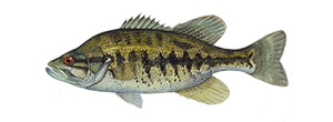 Shoal Bass