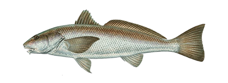 California Corbina