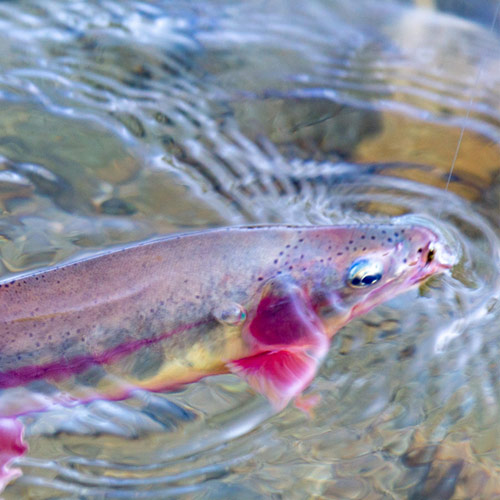 Tips on Best Times to Fish for Trout 