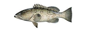 Gag Grouper