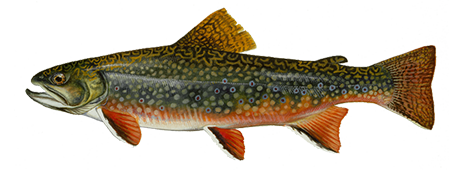 Brook Trout