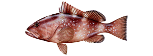 Red Grouper