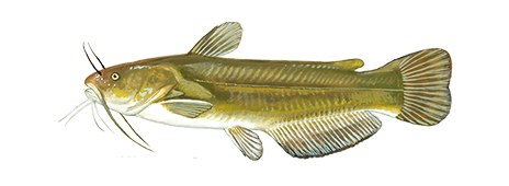 Yellow Bullhead