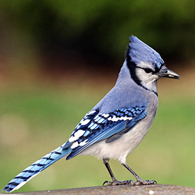 A baby bluejay watching 