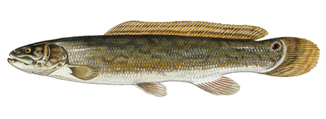 Bowfin