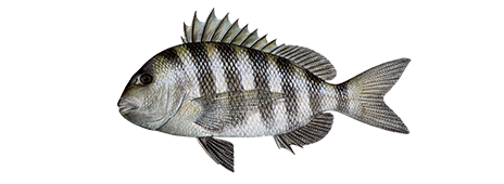 Sheepshead