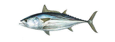 Black Skipjack