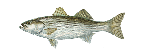 Striped Bass