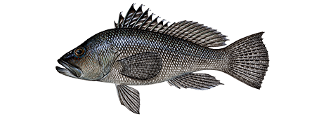 Black Sea Bass