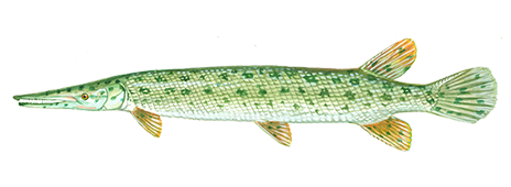 Florida Gar