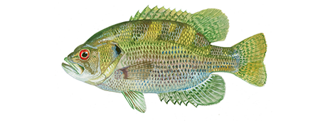 Rock Bass