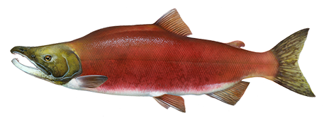 Sockeye Salmon