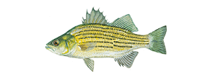 Yellow Bass