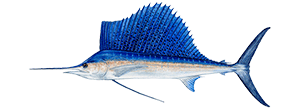 Sailfish