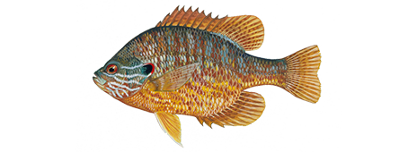 Pumpkinseed Sunfish