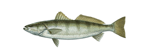 White Seabass