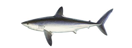 Porbeagle Shark