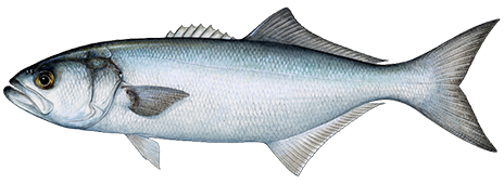 Bluefish