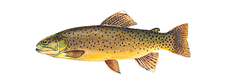 Apache Trout