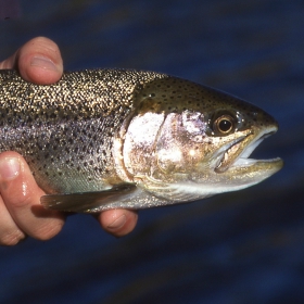 best fishing spots in Montana