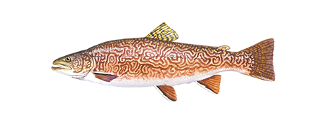 Tiger Trout