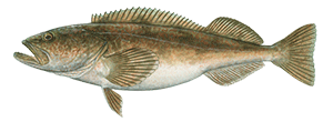 Lingcod