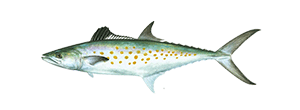 Spanish Mackerel