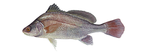 Freshwater Drum