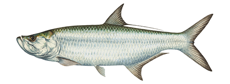 Tarpon