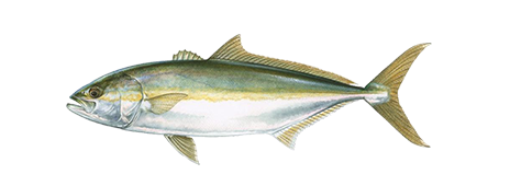 California Yellowtail