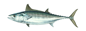 Pacific Bonito