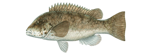 Tautog