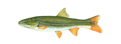 Northern Pikeminnow