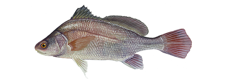 Freshwater Drum - Take Me FishingFreshwater Drum - Take Me Fishing  