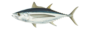 Albacore