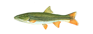 Northern Pikeminnow