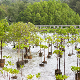 Restoration of trees on the water